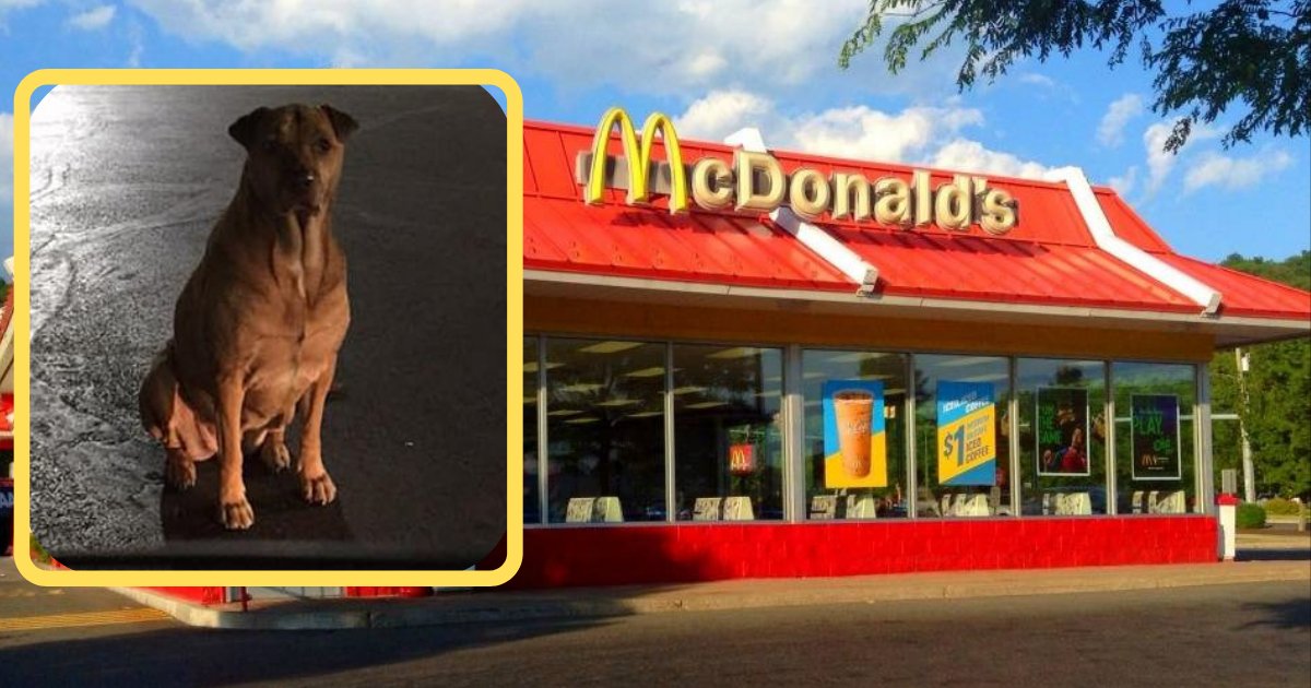 d2 3.png?resize=1200,630 - La propriétaire d'une chienne surprend son animal à l'extérieur du McDonalds en train de prétendre être une chienne errante pour recevoir des hamburgers