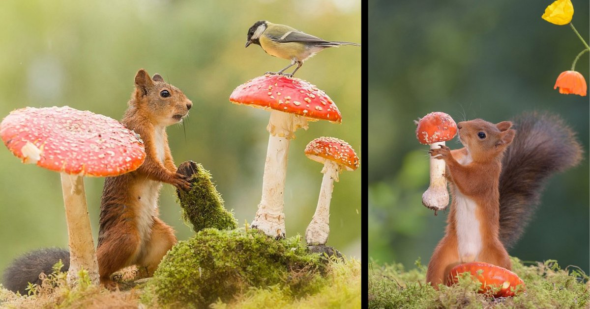 d2.png?resize=412,232 - Images magiques d'écureuils roux photographiés en train de jouer autour des champignons