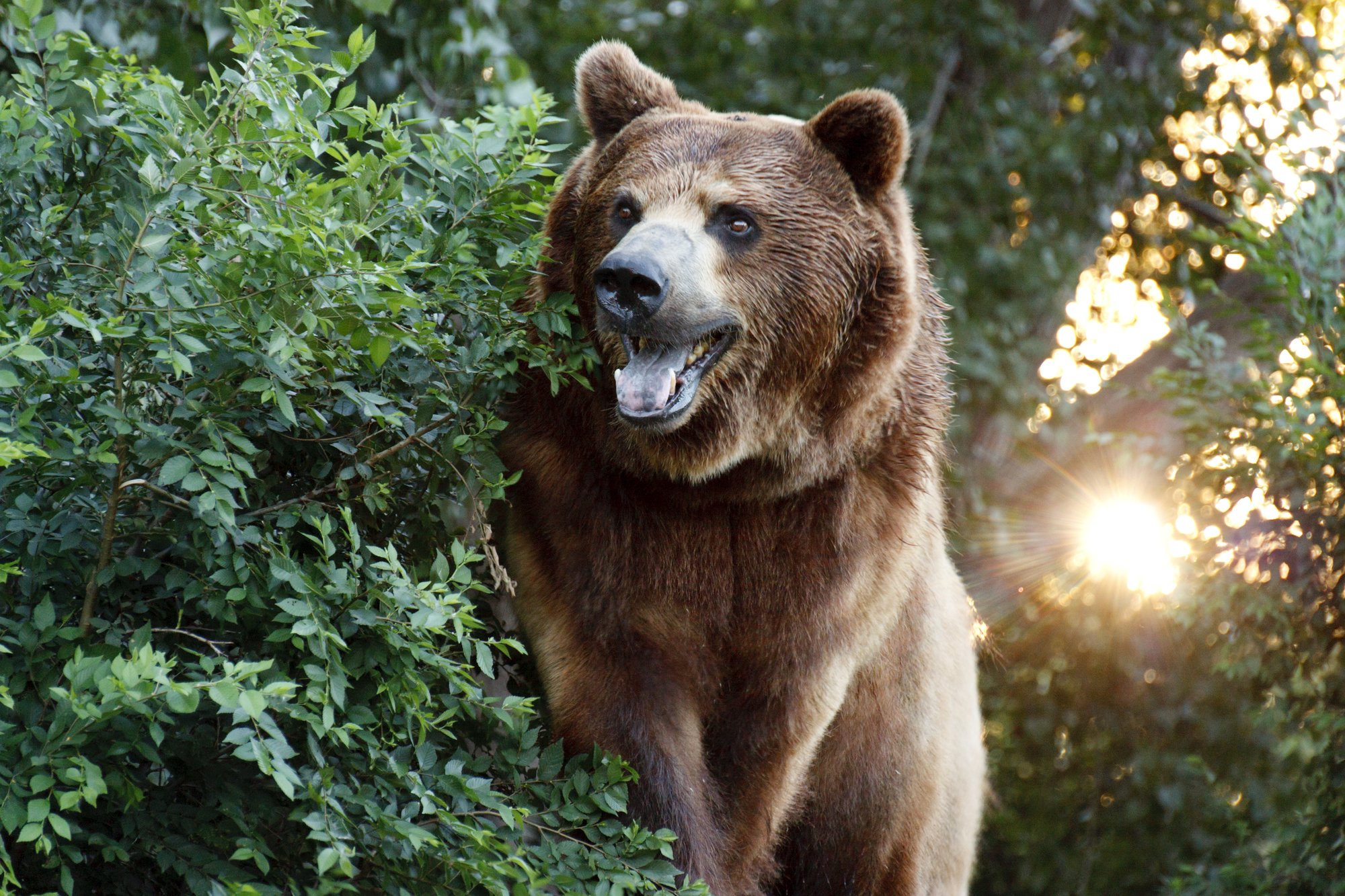 depositphotos 31183327 l 2015.jpg?resize=1200,630 - Un juge américain réintègre le grizzli de Yellowstone à la liste des espèces protégées, évitant sa chasse.