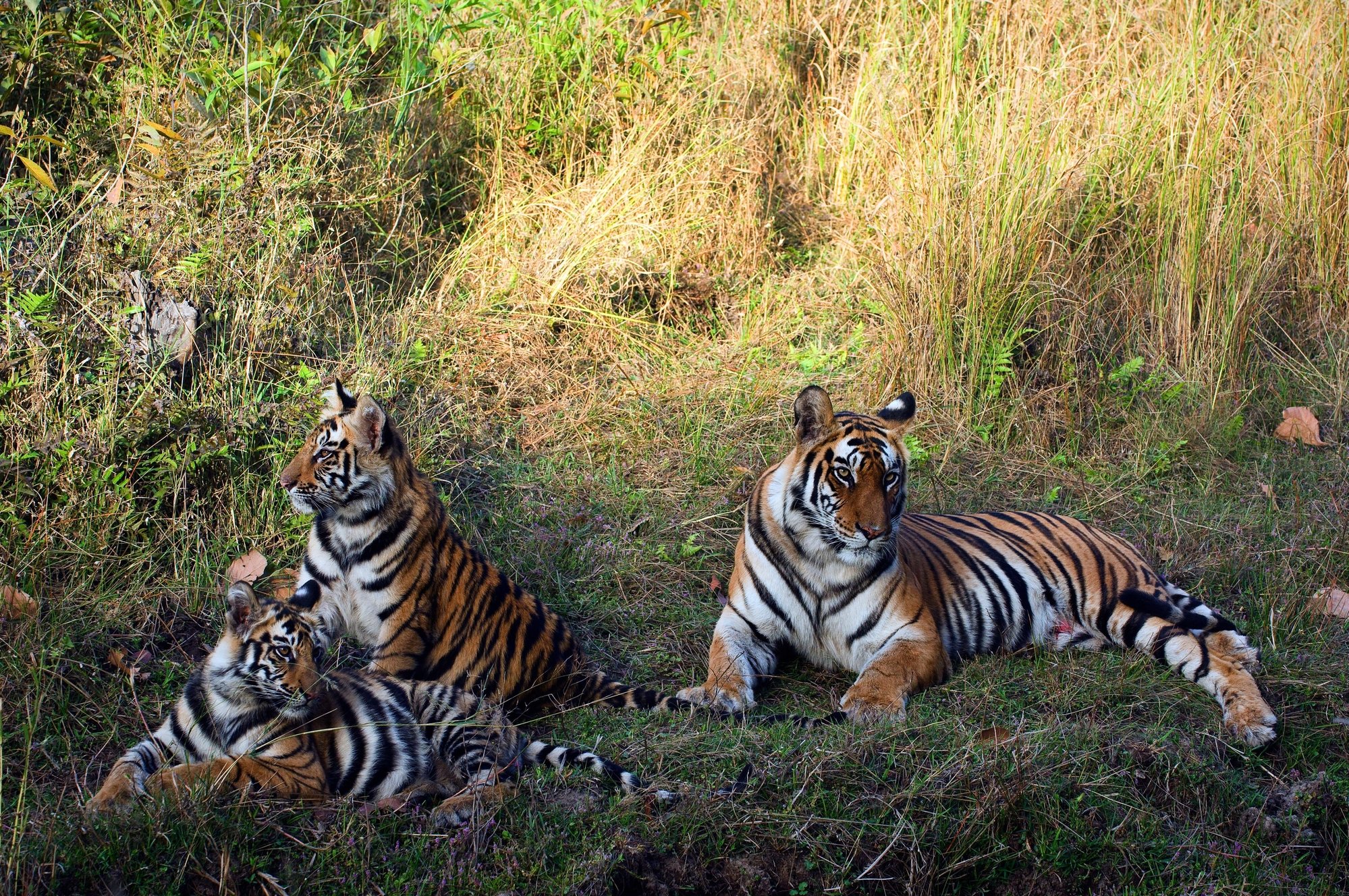 depositphotos 4009233 l 2015.jpg?resize=1200,630 - Exceptionnel ! Au Népal, la population de tigres a doublé en l'espace de 9 ans.