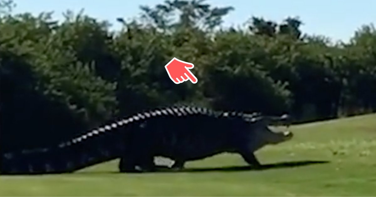 divya1 8.png?resize=1200,630 - Chubbs, l'alligator de 18 pieds, fait une visite surprise aux joueurs de golf qui jouent sur le terrain