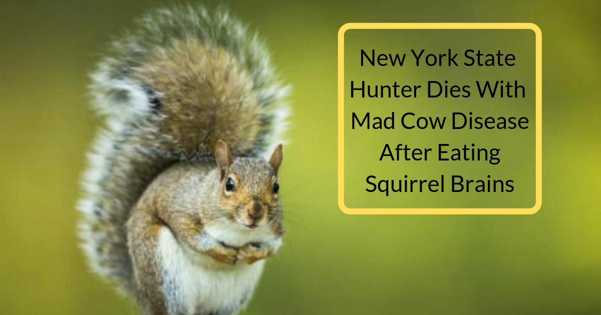 divya3 9.png?resize=412,232 - Un chasseur new-yorkais de 61 ans est décédé après avoir mangé le cerveau d'un écureuil