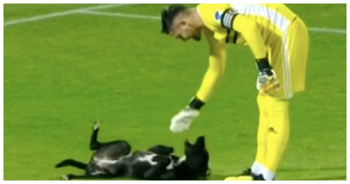 dog 5.jpg?resize=1200,630 - Un adorable chien surgit sur un terrain de football en Géorgie et devient la star du match