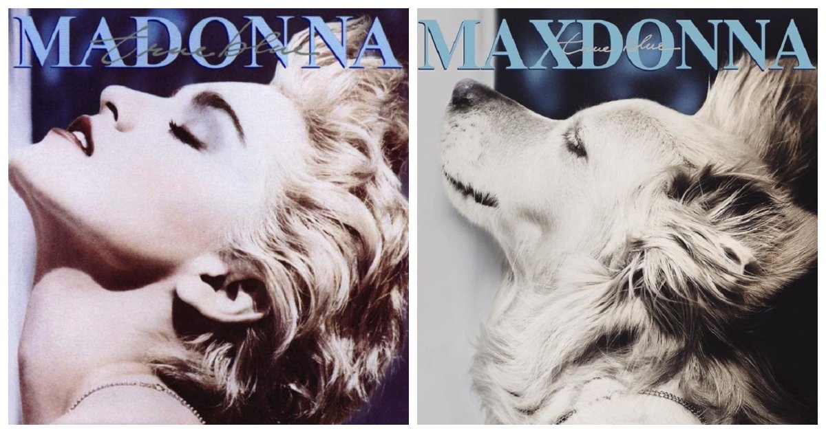 dog 7.jpg?resize=412,275 - Un photographe de mode recrée à merveille les photos les plus iconiques de Madonna avec son chien