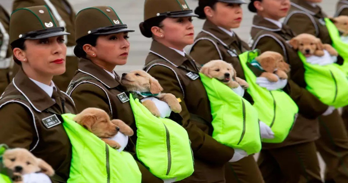 featured image 22.jpg?resize=412,232 - Des chiots adorables de la police lors du défilé militaire annuel du Chili