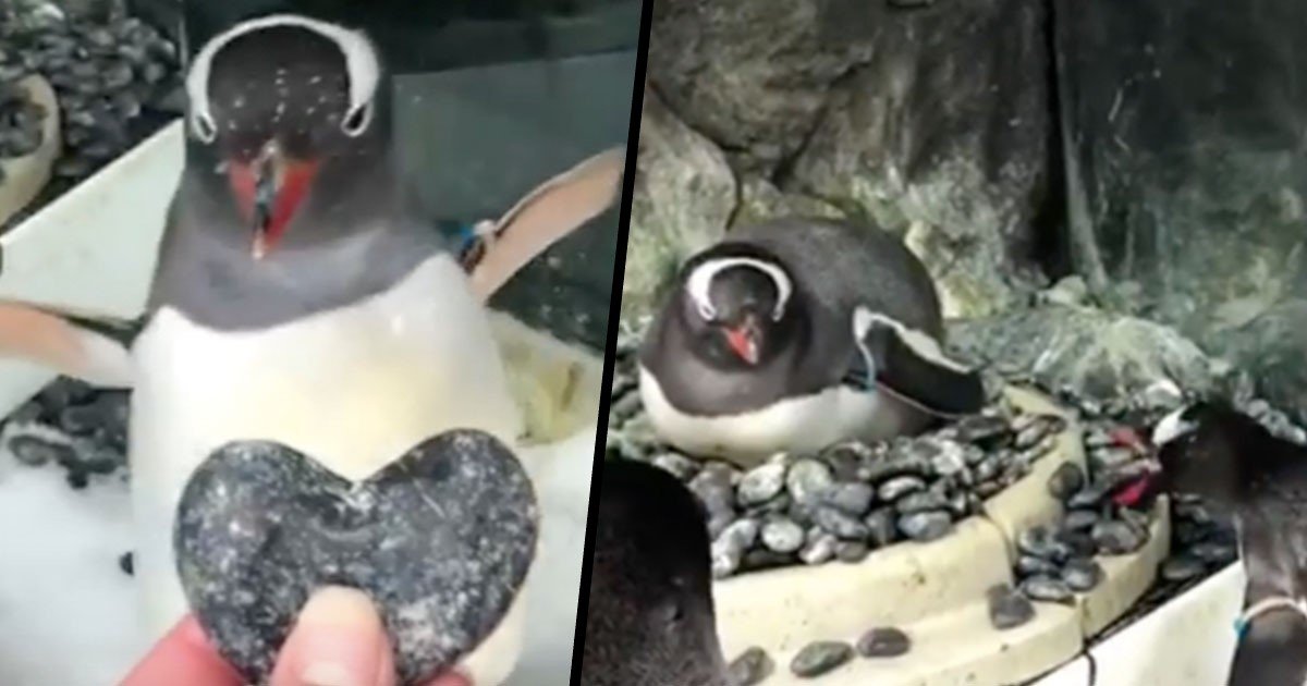 featured image 46.jpg?resize=412,232 - Un couple de pingouins de même sexe inséparable a reçu un œuf nourricier à surveiller