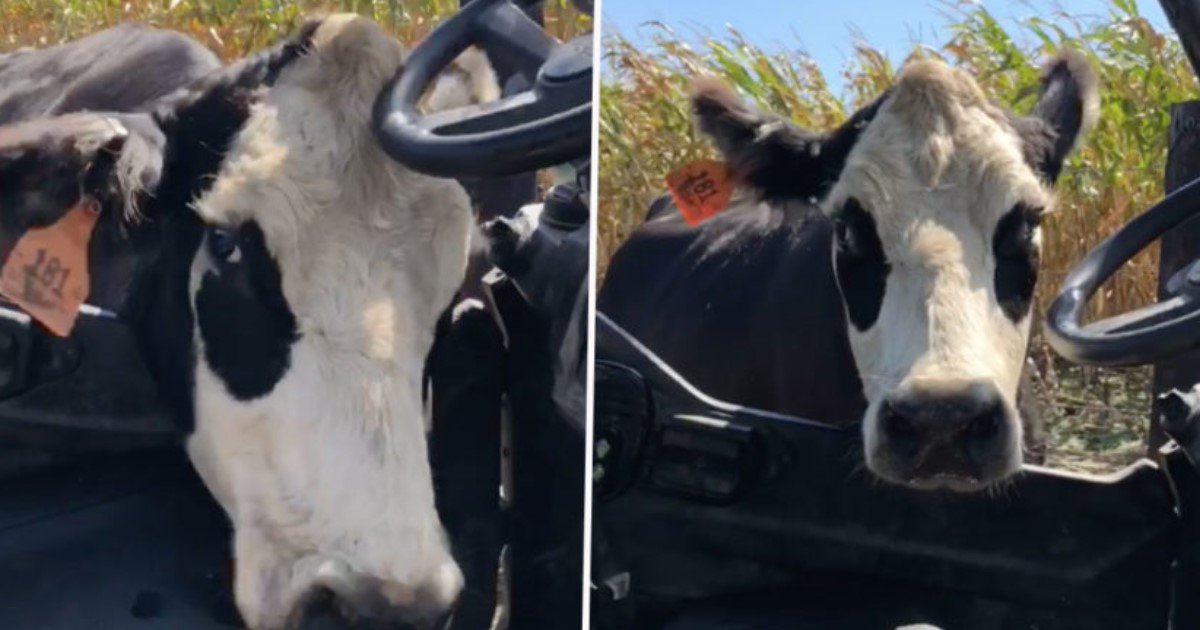 featured image 7.jpg?resize=1200,630 - Moment choquant - Une vache mère protectrice attaque le camion de l'agriculteur pensant que l'agriculture lui ferait du mal