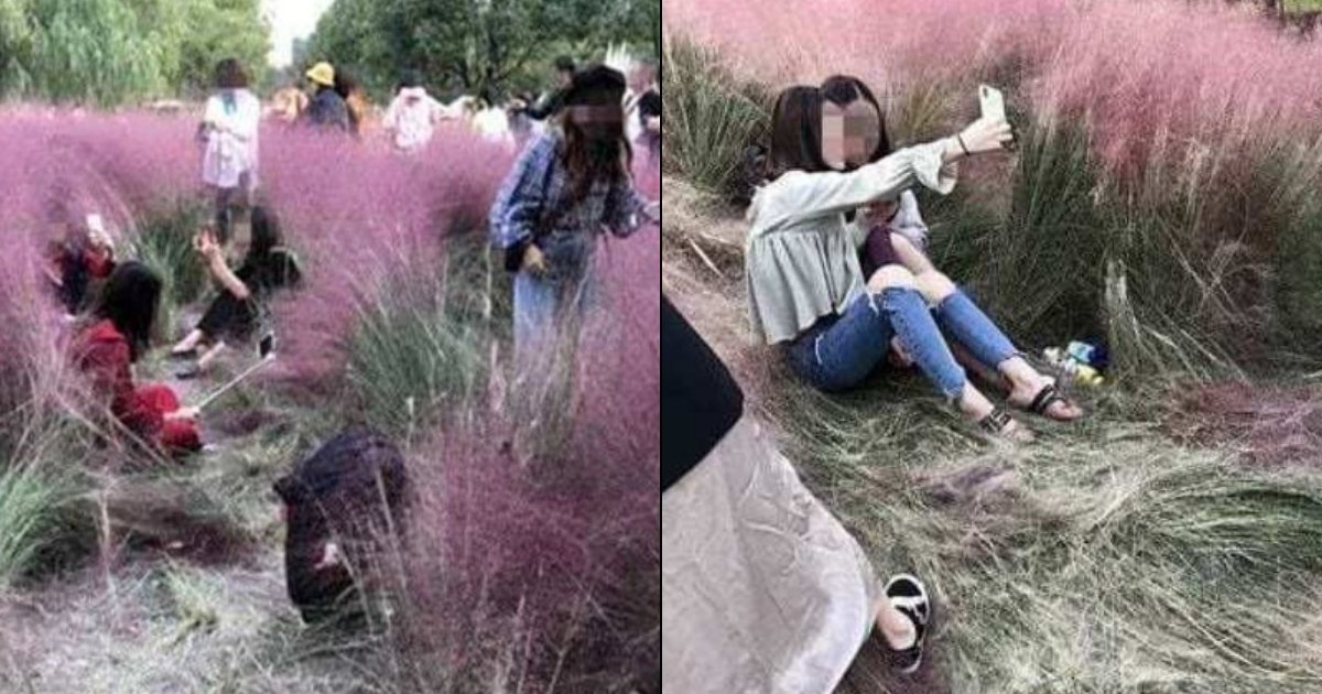 field3.jpg?resize=412,232 - La folie des selfies a complètement détruit un champ d'herbe rose juste pour obtenir des photos parfaites