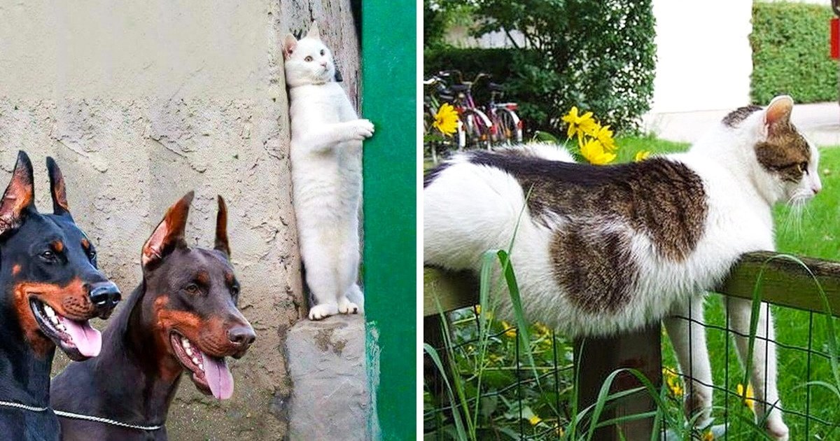 gatos sao criaturas divertidissimas capa.jpg?resize=412,232 - 31 Fotos que mostram que gatos são criaturas divertidíssimas