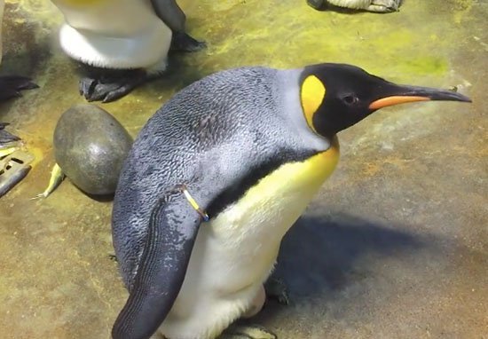 gay-penguins-2
