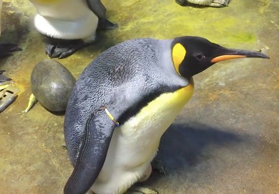 gay-pingouins-2