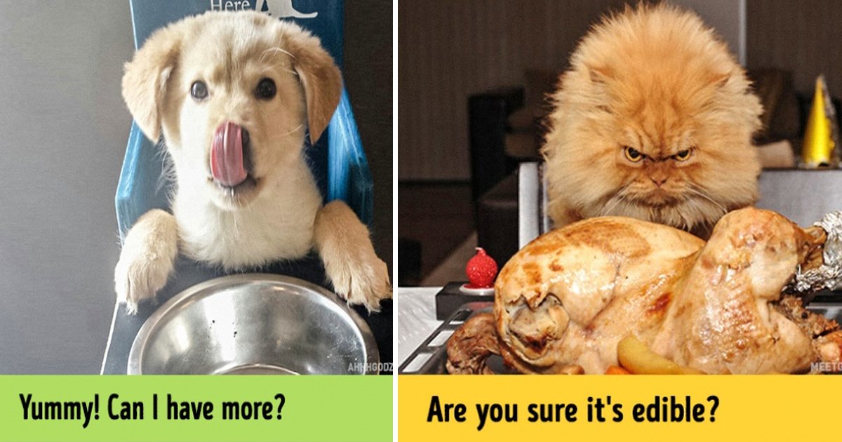 hsh.jpg?resize=1200,630 - Des photos hilarantes prouvant que les chats et les chiens vivent dans deux mondes complètement différents