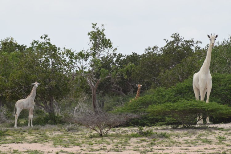 image1.png?resize=1200,630 - Une girafe blanche et son petit aperçus dans une réserve du Kenya.