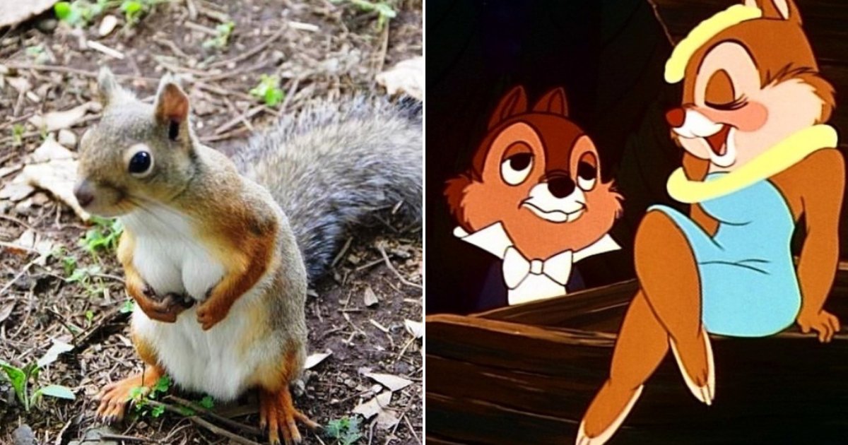 japan.png?resize=412,232 - La photo d'un écureuil avec de très gros seins devient virale et enflamme les réseaux sociaux