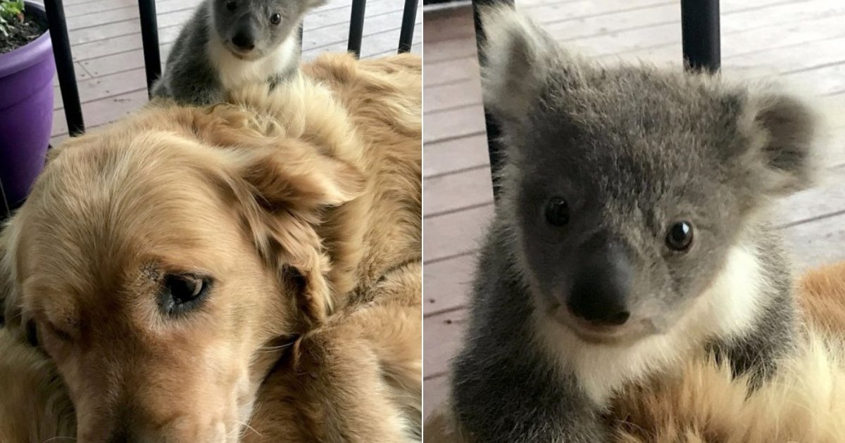 koala.png?resize=1200,630 - Un Golden Retriever âgé de 5 ans est érigé en héros après avoir sauvé un bébé koala perdu