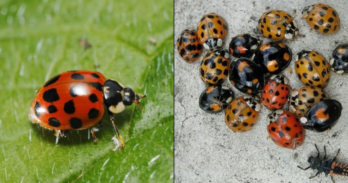 ladybugs.png?resize=1200,630 - Invasion de coccinelles : des essaims de harlequins porteurs de MST se dirigent vers le Royaume-Uni