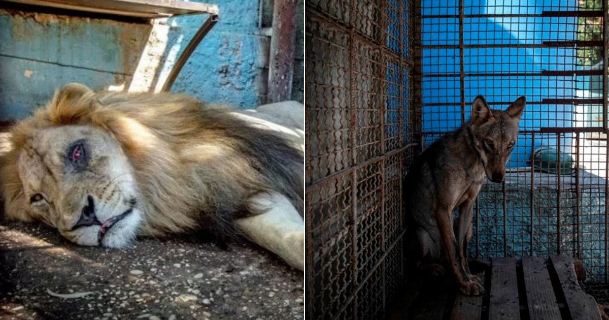 lion2.jpg?resize=1200,630 - Les autorités ont fermé le "zoo de l'enfer" et sauvé des dizaines d'animaux mal nourris