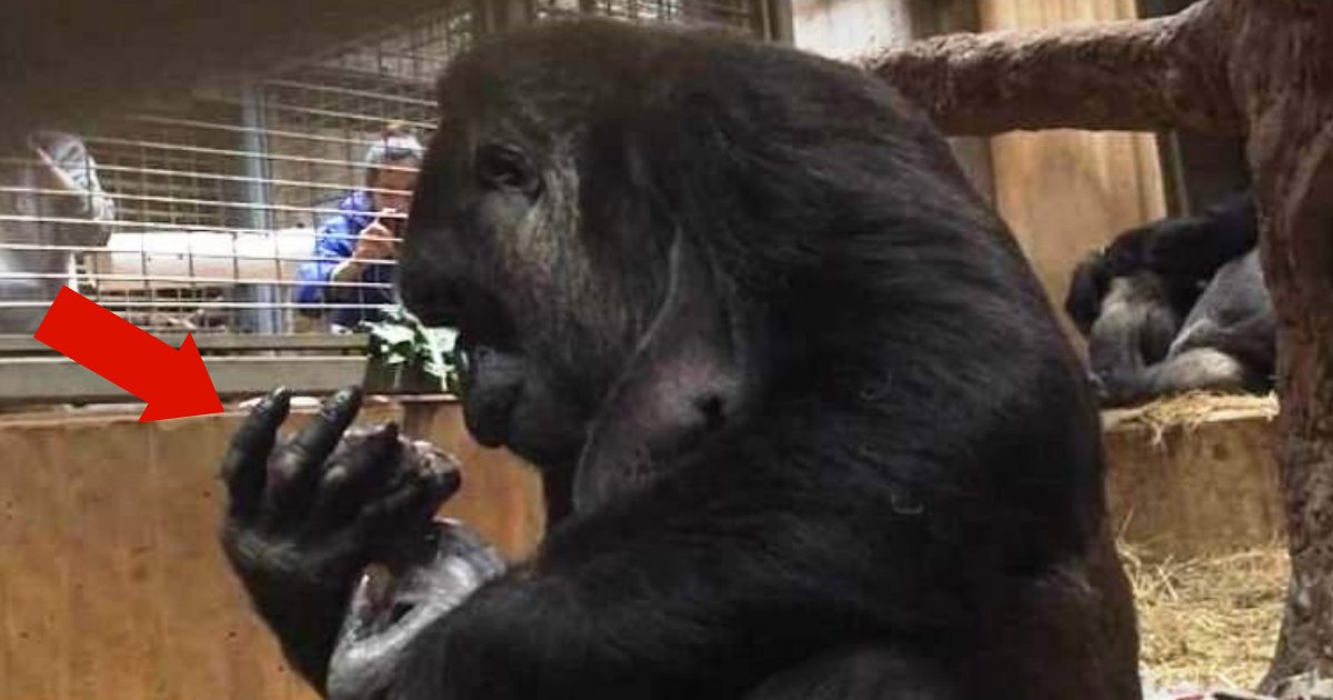 moke6.png?resize=1200,630 - Des photos de la mère gorille Calaya bercant un nouveau-né fait fondre le cœur de tous