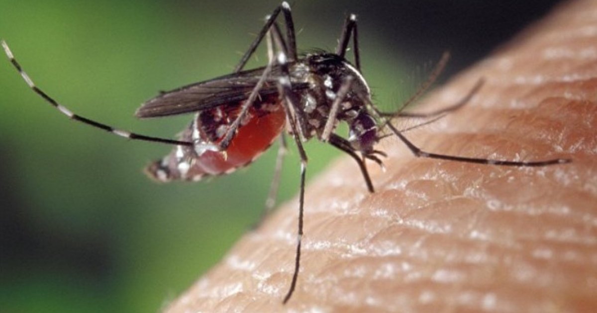 mosquito3.jpg?resize=412,275 - On a découvert que les moustiques étaient porteurs d'une bactérie mangeuse de chair qui tue les cellules des organes