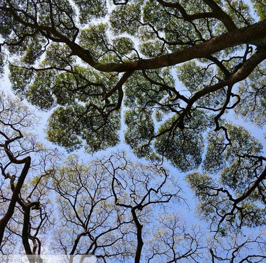 nature-4