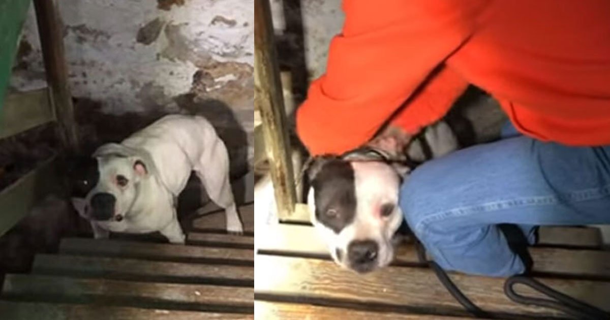 new homeowner finds a dog chained up in his basement and calls the rescuers.jpg?resize=1200,630 - Un nouveau propriétaire trouve un chien enchaîné dans son sous-sol et appelle les secouristes