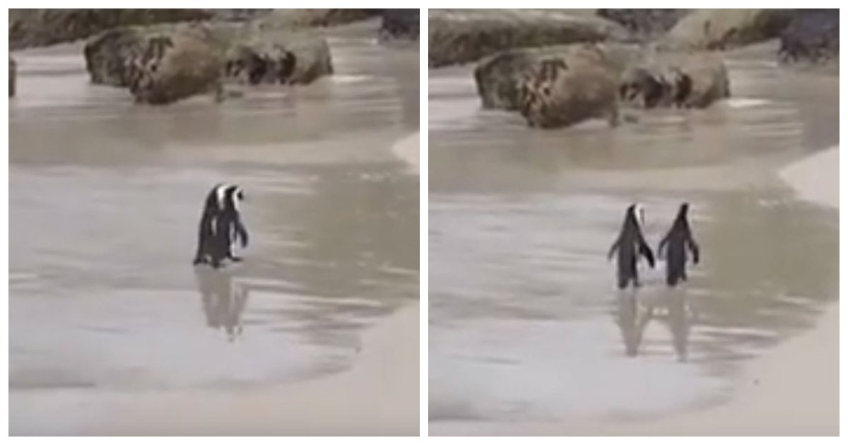 penguins.jpg?resize=1200,630 - Un couple de manchots se tiennent par la main sur une plage en Afrique du Sud