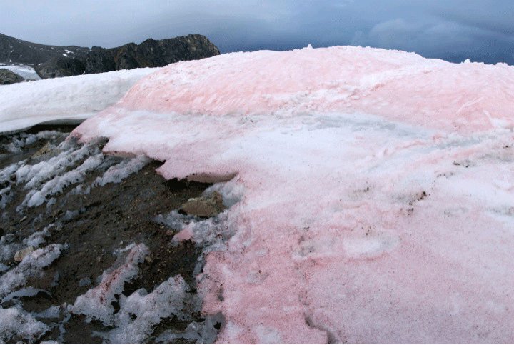 pink arctic snow.gif?resize=1200,630 - La neige de l'Artique voit la vie rose... mais c'est en fait très alarmant