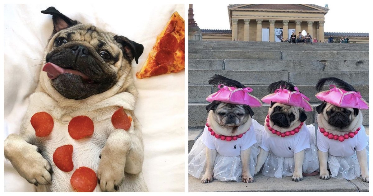 pugs.jpg?resize=1200,630 - 14 Times Pugs Literally Caused The Internet To Implode From Sheer Adorableness