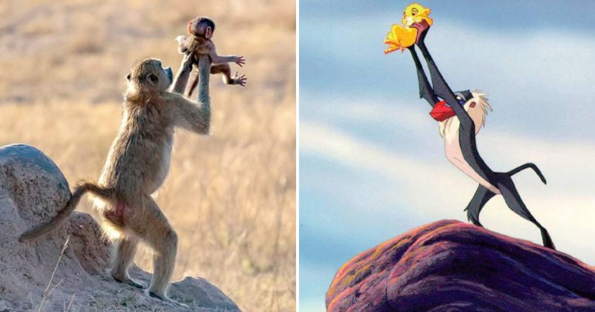 rafiki2.jpg?resize=412,232 - Le cercle de la vie : Un babouin porte son bébé dans les airs, à l'image de Rafiki dans le roi lion