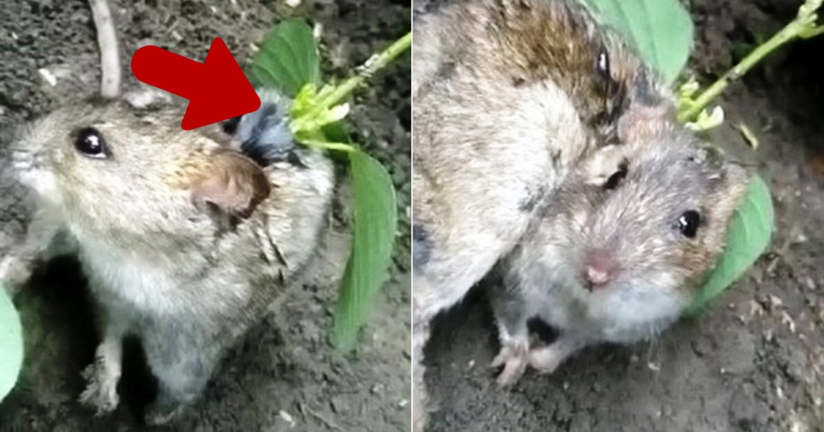 rat4 1.png?resize=412,275 - Un fermier a trouvé un rat vivant avec une plante de soja qui poussait dans son dos après qu'une graine soit tombée dans sa plaie ouverte