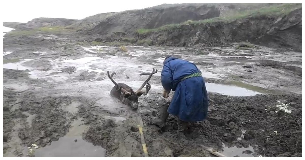 reindeer 1.jpg?resize=412,232 - Un renne qui était coincé dans de la boue profonde dans une région sauvage est sauvé par de gentils inconnus