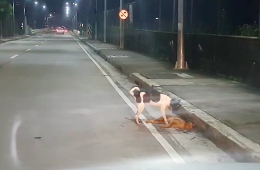 dog
