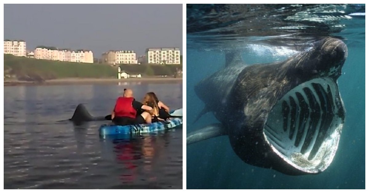 shark.jpg?resize=412,232 - Des kayakistes font une rare rencontre avec un énorme requin pèlerin au large des côtes britanniques