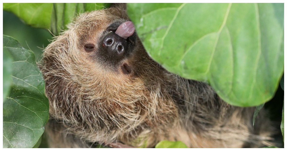 sloth.jpg?resize=412,275 - Ce selfie avec une paresse est une forme de maltraitance animale et une nouvelle recherche explique pourquoi