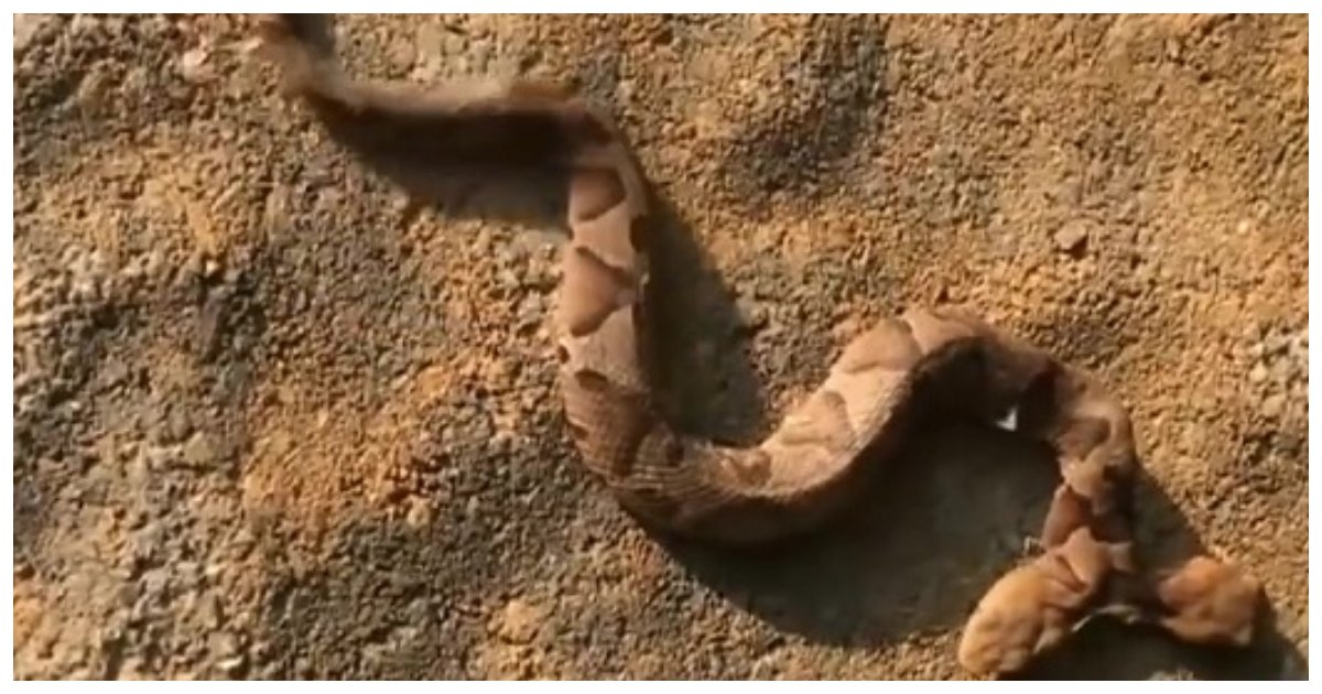 snake.jpg?resize=412,232 - Une femme de Virginie surprise de découvrir un serpent à deux têtes «exceptionnellement rare» dans son jardin