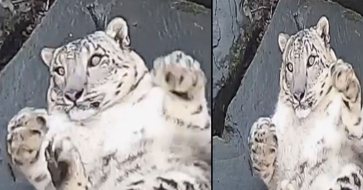 untitled 1 18.jpg?resize=1200,630 - La réaction hilarante d'un léopard des neiges après avoir vu une nouvelle caméra dans son enclos