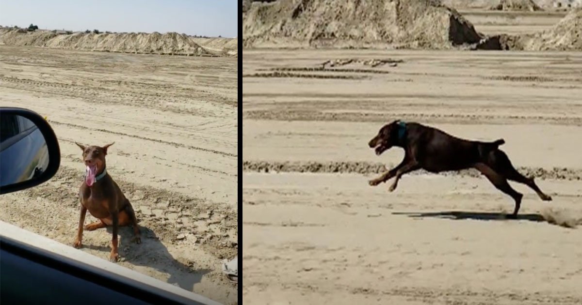 untitled 1 22.jpg?resize=412,232 - Une femme doit conduire sa voiture à 50km/h pour faire courir son chien