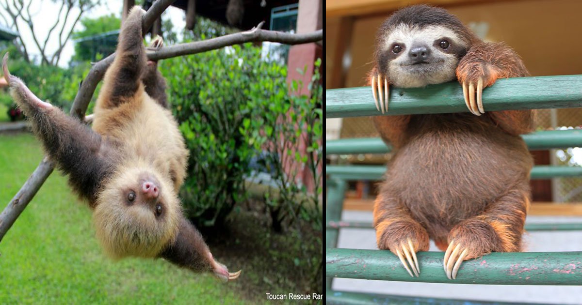untitled 1 90.jpg?resize=1200,630 - 10+ Cutest Pictures Of Sloth To Celebrate International Sloth Day