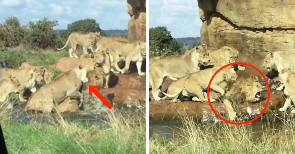 untitled design 1 4.png?resize=1200,630 - Lioness Pride Chased A Male Lion In Safari Park In Front Of Stunned Tourists