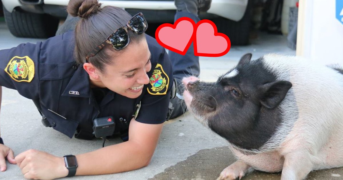 untitled design 20 1.png?resize=412,232 - Un cochon égaré se lie d'amitié avec une policière après qu'ils aient répondu à l'appel d'un animal en liberté