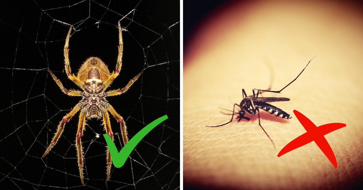 untitled design 40.png?resize=1200,630 - Les araignées sont vos alliées! Des experts révèlent pourquoi vous ne devriez pas tuer les araignées dans votre maison