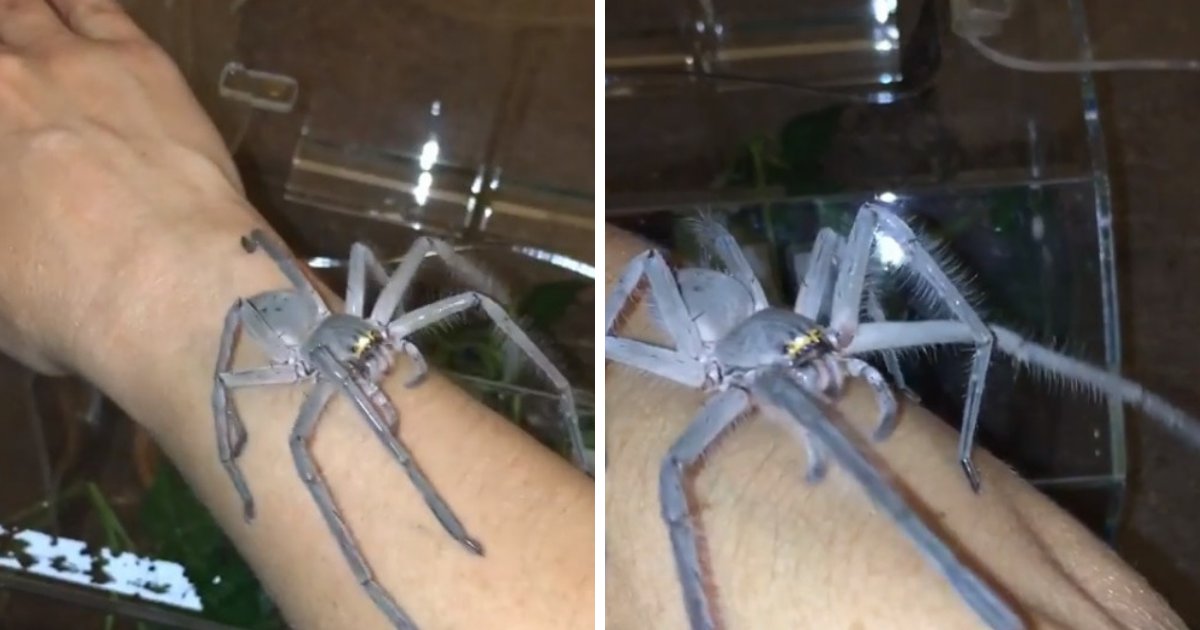 untitled design 57.png?resize=1200,630 - Large Huntsman Pet Spider Is As Big As Owner’s Hand