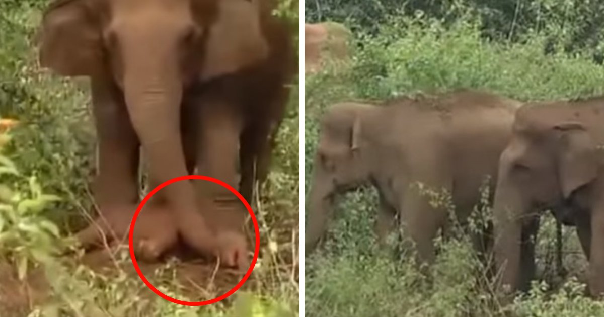 untitled design 58.png?resize=1200,630 - Une mère d'éléphant tente de faire revivre son bébé mort pendant plus d'un jour