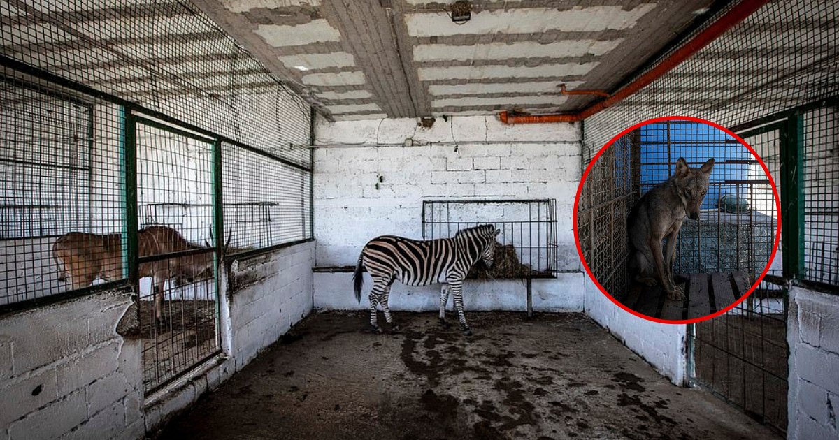 untitled design 69 1.png?resize=412,232 - ZOO de l'enfer: des animaux souffrant de malnutrition sauvés d'un zoo illégal en Albanie