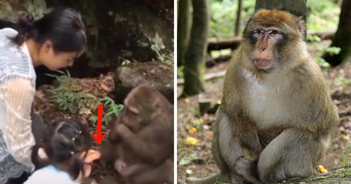 untitled design 69.png?resize=1200,630 - Un singe frappe une petite fille au visage après qu'elle l'ait nargué avec de la nourriture!