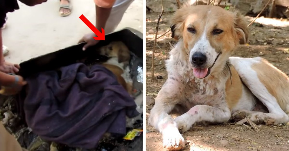 untitled design 78.png?resize=1200,630 - Un chien bloqué dans du goudron en Inde a été sauvé