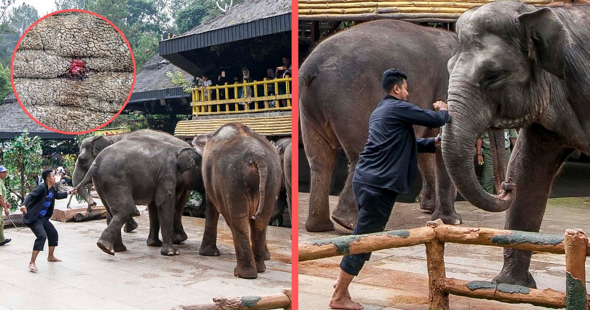 y2 1.png?resize=1200,630 - Dresseurs d'animaux dans un zoo en Indonésie - éléphants maltraités pendant que les spectateurs regardent le spectacle