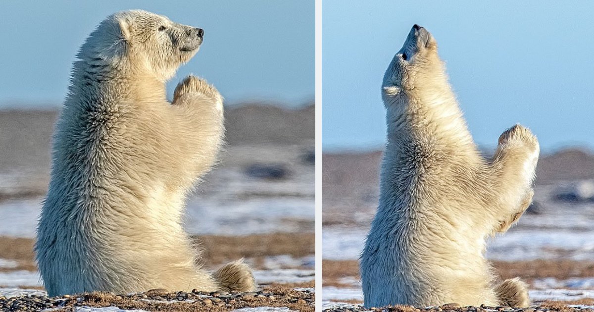 y6 3.png?resize=412,275 - Un ours polaire a été vu en train de "prier pour la glace" en Alaska