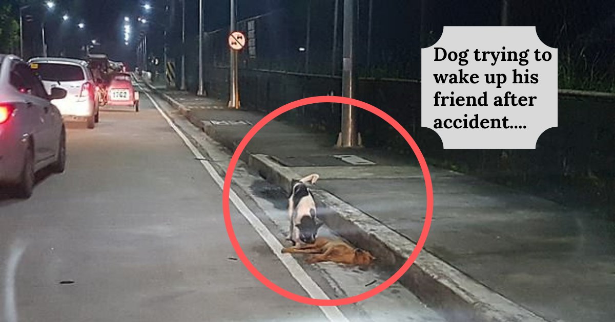 yogesh2 6.png?resize=412,232 - Un chien tente de réveiller son ami dans les rues des Philippines après qu'il ait été heurté par une voiture