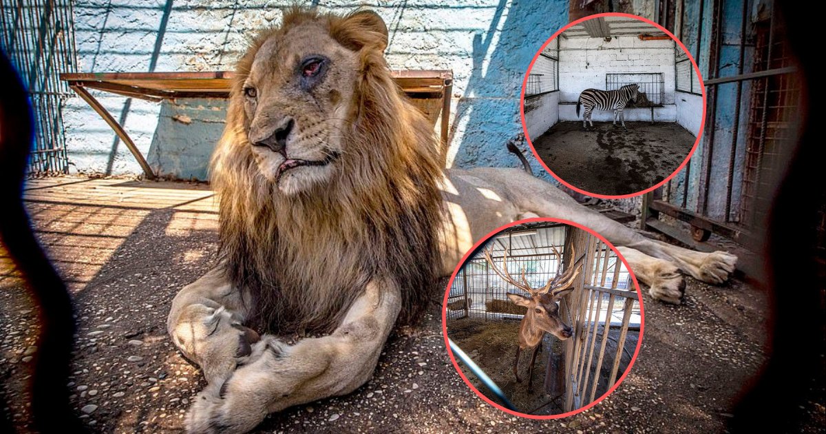 yogesh3 9.png?resize=1200,630 - Un lion avec de nombreux autres animaux est maltraité dans le zoo Safari Park en Albanie